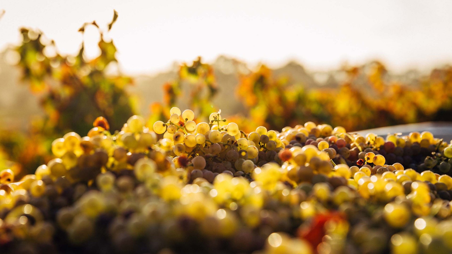 L’azienda vinicola, la Val Venosta e la nostra filosofia
