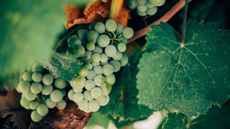 Entdecken: das Weingut, der Vinschgau und unsere Philosophie Entdecken: das Weingut, der Vinschgau und unsere Philosophie
