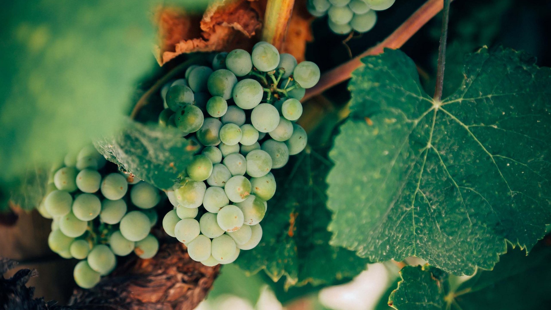 Dazulernen: Neuigkeiten aus unserem Weingeschäft und Weingut