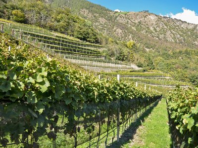 Kennenlernen: euer Weingut in Südtirol für Spitzenweine Kennenlernen: euer Weingut in Südtirol für Spitzenweine