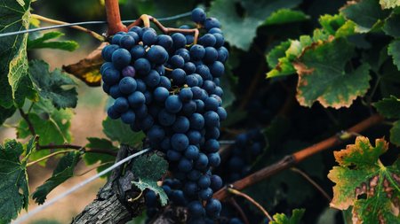 Entdecken: das Weingut, der Vinschgau und unsere Philosophie Entdecken: das Weingut, der Vinschgau und unsere Philosophie