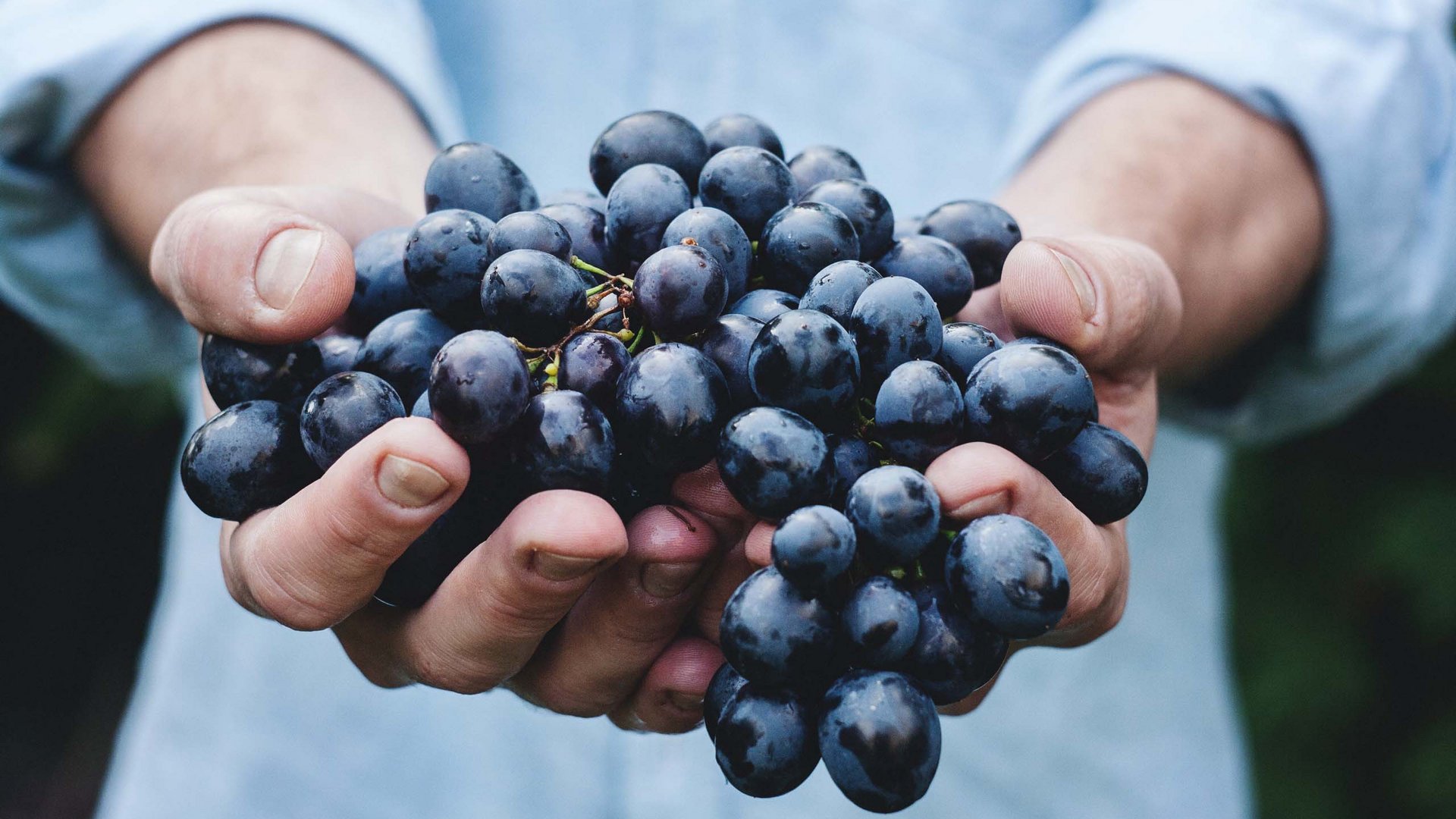 Kennenlernen: euer Weingut in Südtirol für Spitzenweine