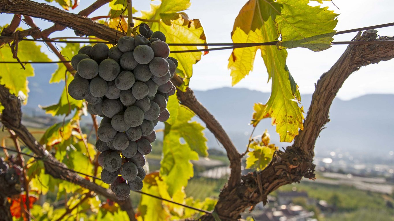 Degustazione di vini in Alto Adige a Ciardes Degustazione di vini in Alto Adige a Ciardes