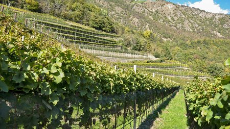 Uno shop per vini al top: ecco la nostra boutique Uno shop per vini al top: ecco la nostra boutique